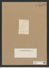 Rhizosolenia hastata Grun. (de-Toni-Nr.: Genus 114, Species 3298) Zeichnungen Sammlung Grunow Nr. 6681 (NHMW-BOT-W0375477)